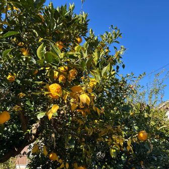 青空と緑と黄色が映える