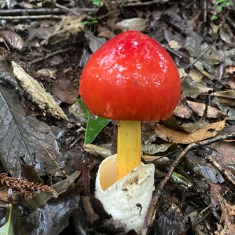 キター🍄