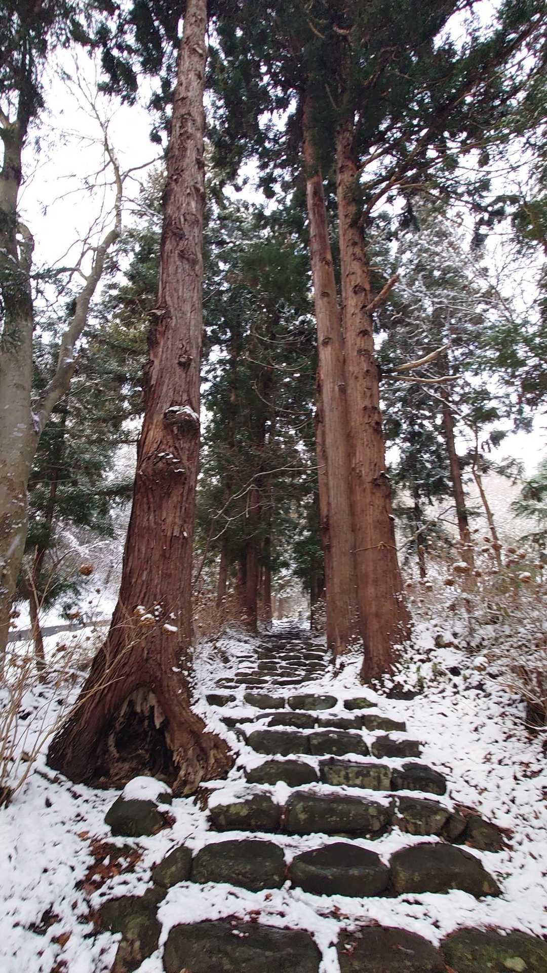 凛としています🌲