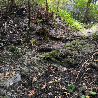 明るくなってきましたが、雨が降っていて濡れた登山道は少し木を使います

ヒルを払いながらあるていましたが、この頃、左足首のソックスの上に一匹のヒルが噛みつくのに気付きましたが、この日は虫よけやアルコール、ハッカスプレーを忘れていて、噛みつかせておくしかありませんでした。
初めてヒルに吸血されました。立ち止まると群がってくるヒルは気持ち悪いと常々思っていましたが、3度ほど噛みつかれる感覚があり、「獲物として取り憑かれ、食べられている」気持ち悪さがありました。千葉の山もヒル対策は必要だと心底思いました。