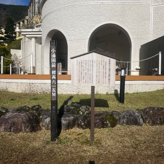 小涌園前で615mらしい