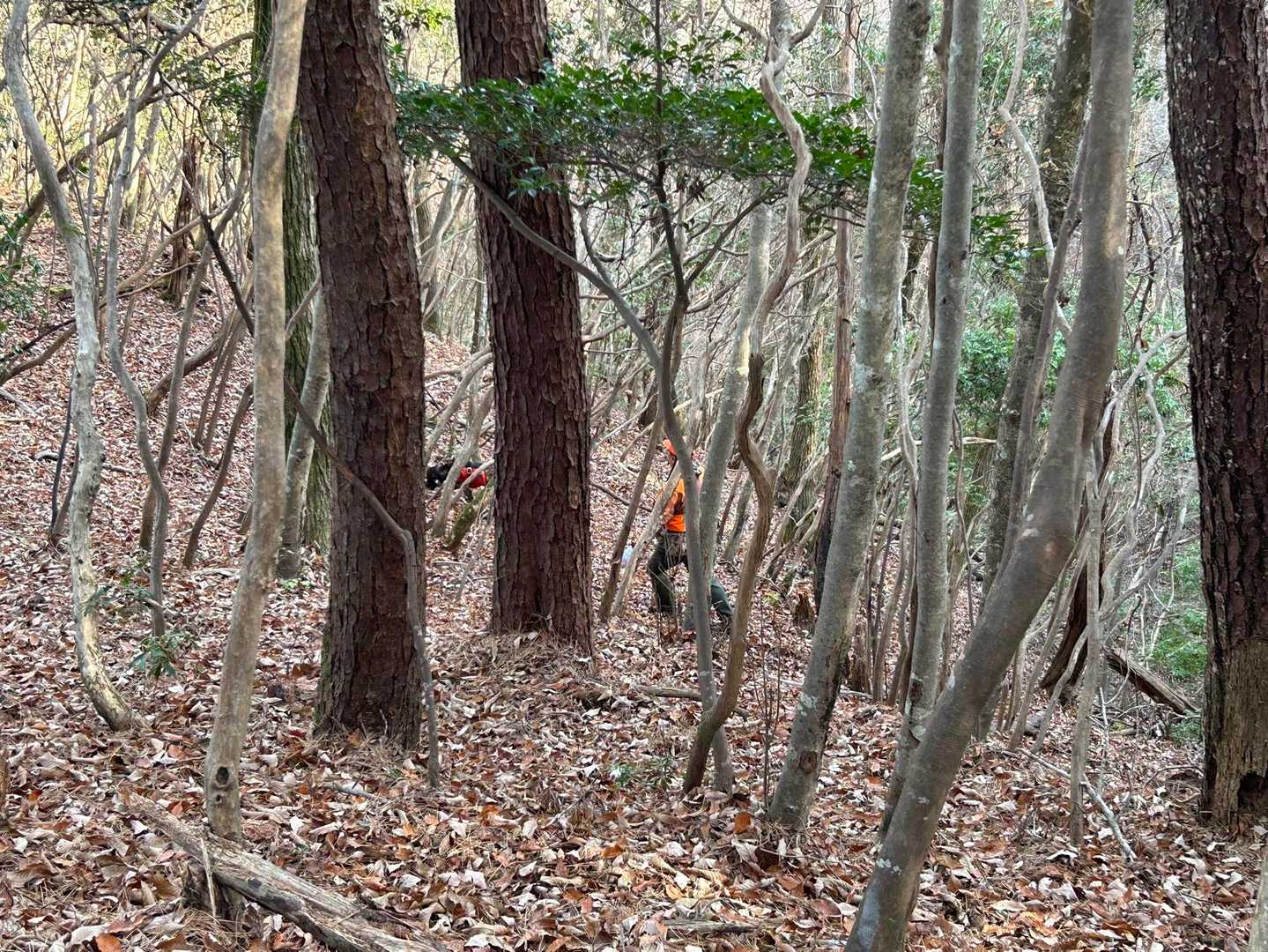 ハンターさんと狩猟犬！

この少し前にも別のワンちゃんが私たちの近くまで寄ってきましたよ (⊙⊙)!!