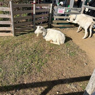 小保田の集落まで下ったら、あとは保田駅までロード歩き
道の駅　保田小学校に寄り道してミカン🍊ゲット

ヤギちゃん🐐皆んなに大人気💕