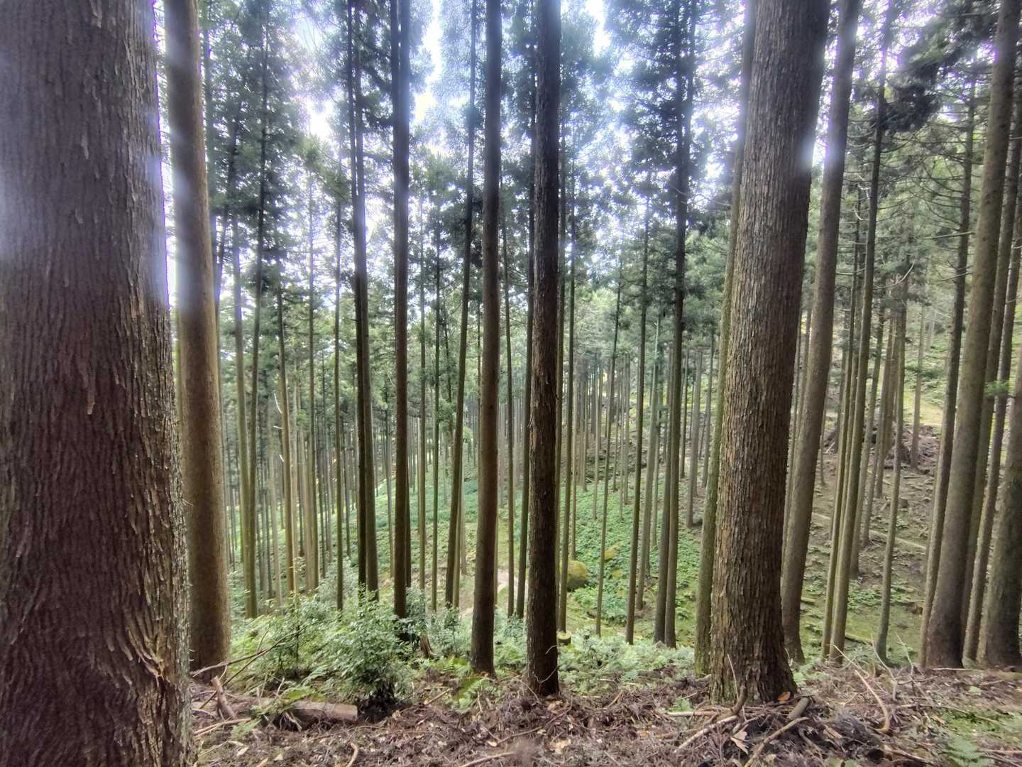 古処山 周回コースの写真