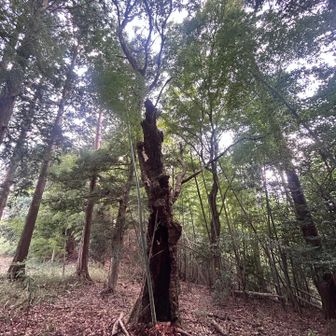 こんな木、あったっけ？