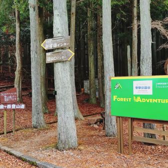 フォレストアドベンチャー