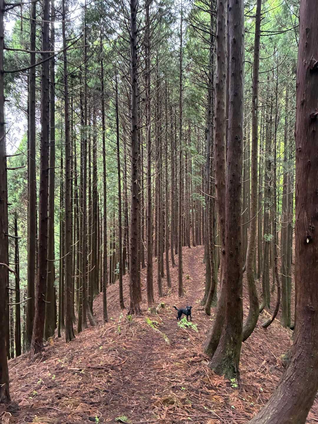三久安山登山口-三久安山 往復コースの写真