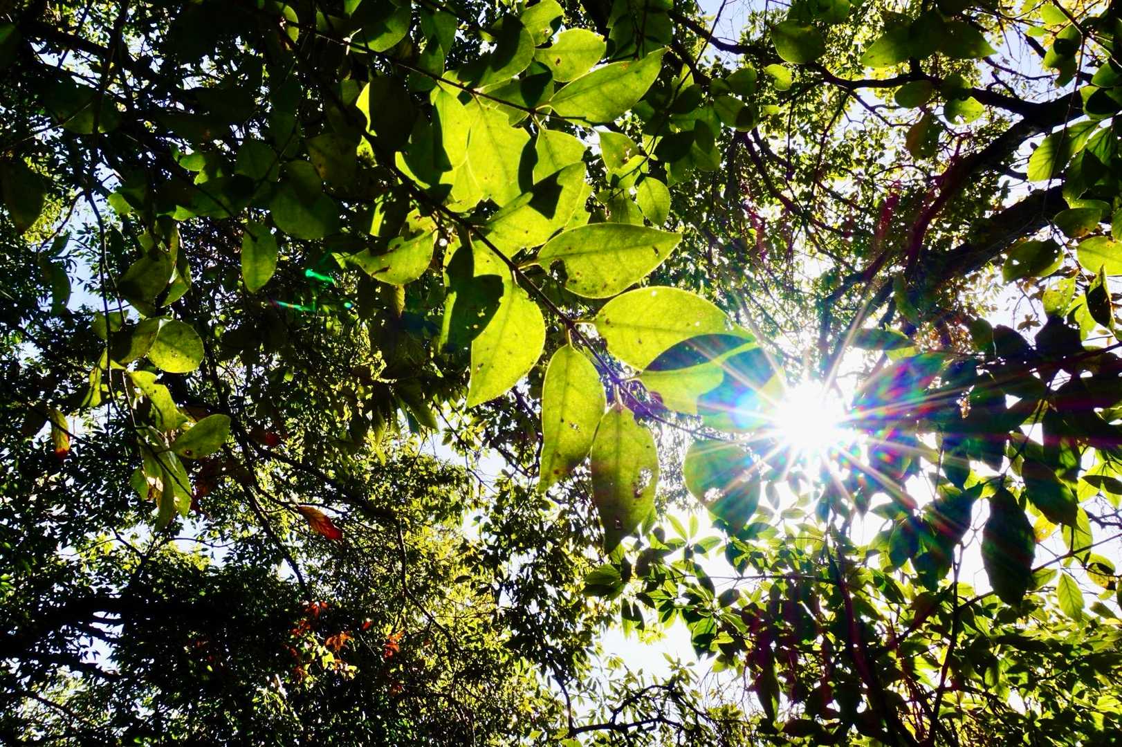 さぁ、ここからも、おしゃべりしつつ、森林浴しながら…🌱✨