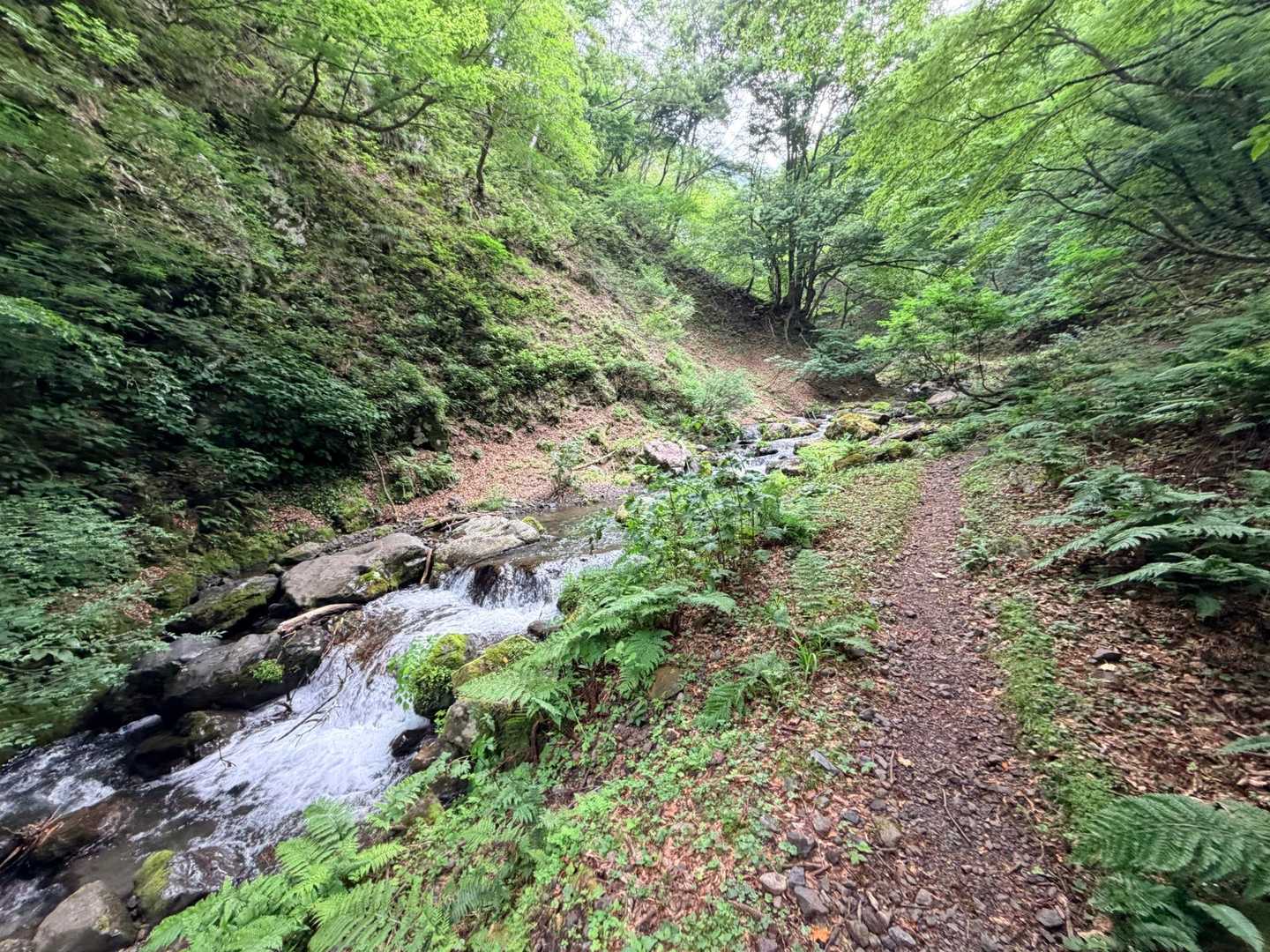 登り始めは水場があって🏞️
気温は高いけど涼しいスポットを通過して✨