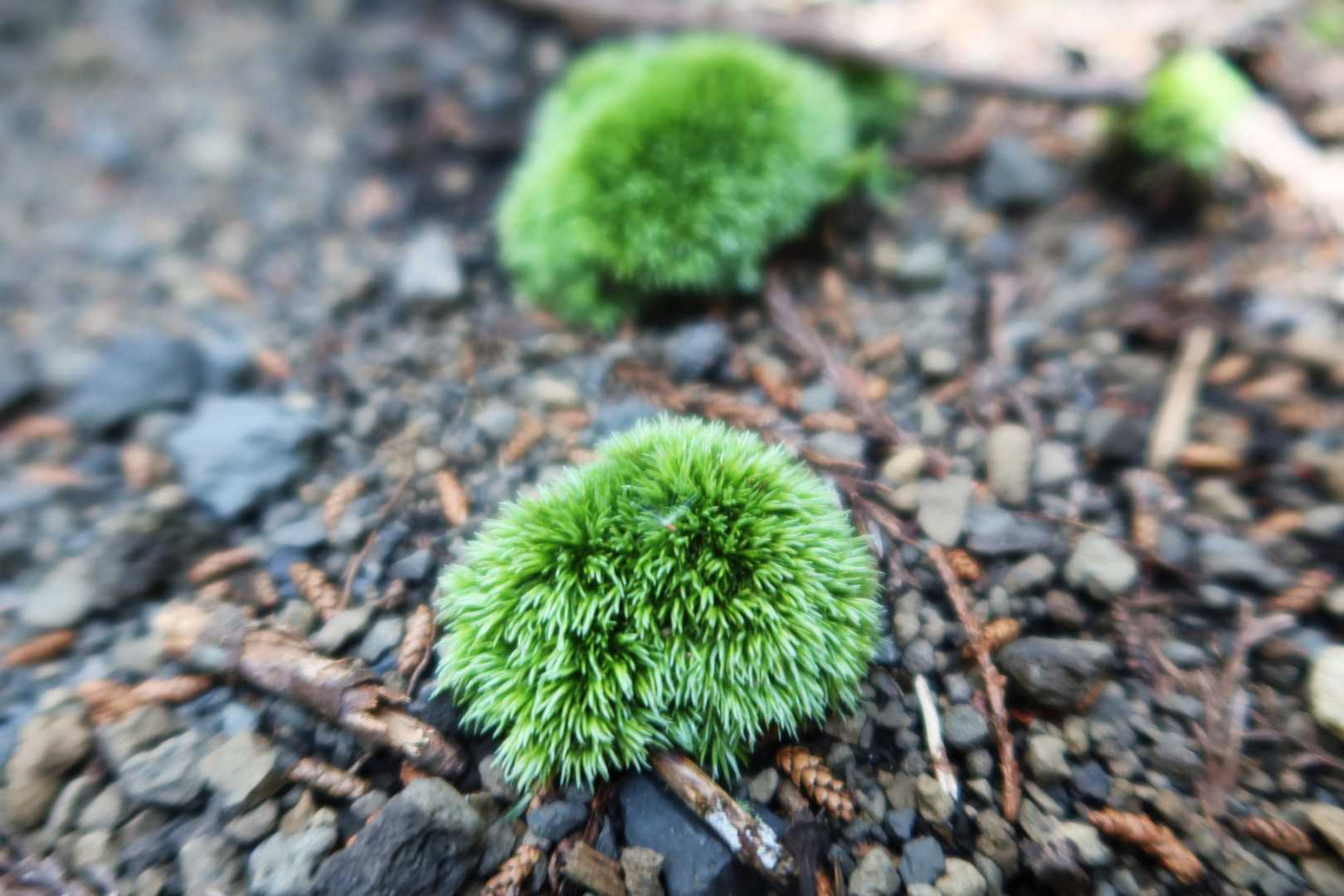 苔が瑞々しい