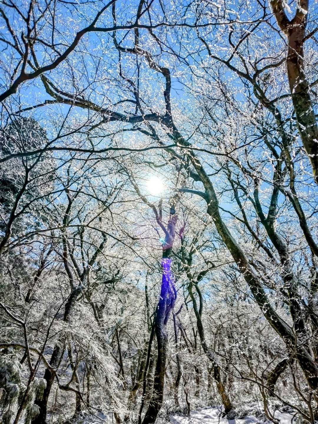 樹氷と太陽と青空✨♥️