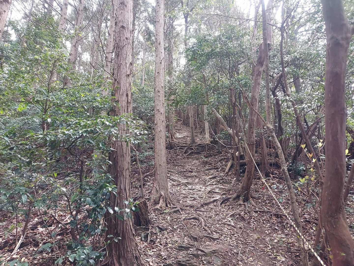 帰りの和久羅山への登り
急登て写真じゃ表現し難いですね