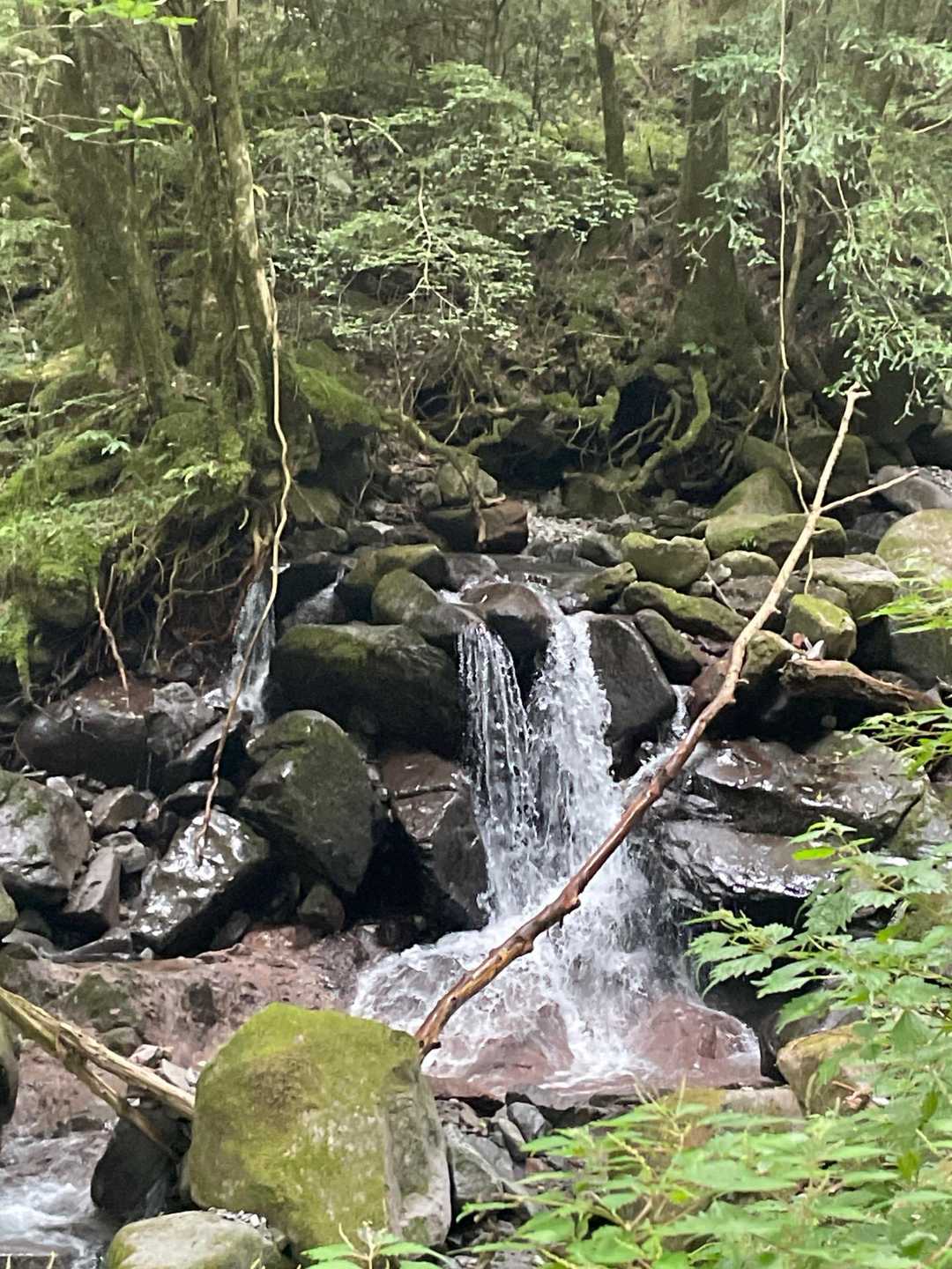 熱中症を心配していましたが、この日は曇り空
川沿いの涼しい樹林帯を進みます