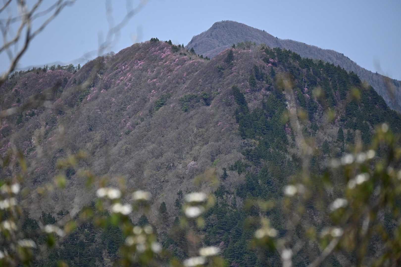 綱繰山の斜面を染める🌸