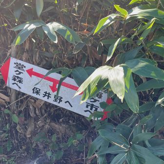 保井野の別れ