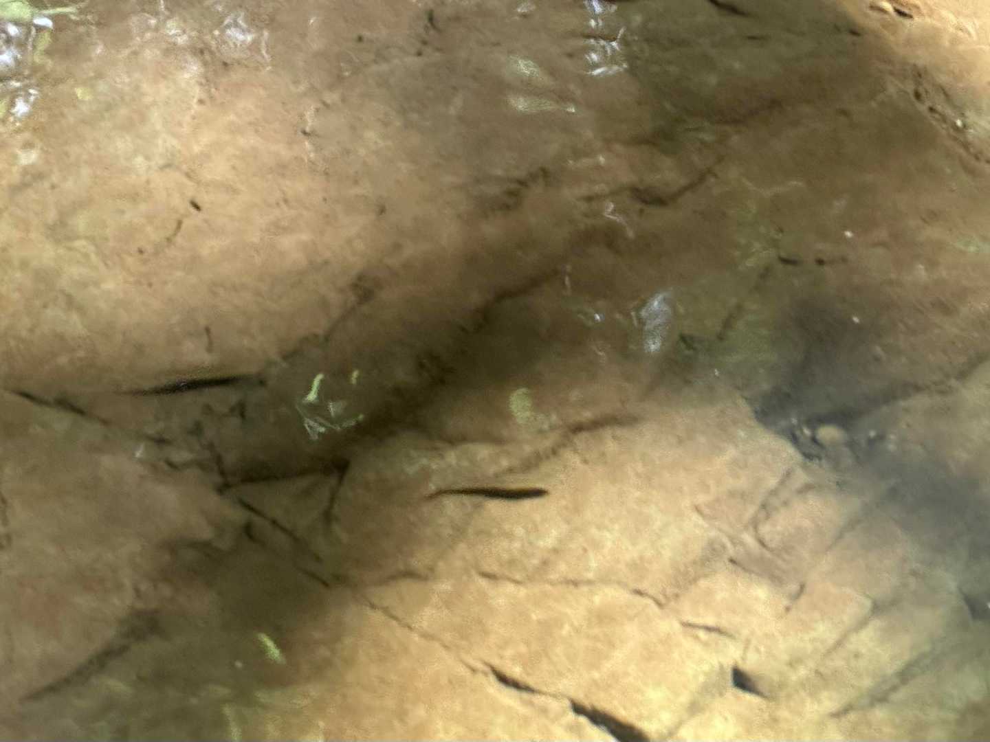 魚だ！
ウグイと鮎（写真に入らず）エビも
