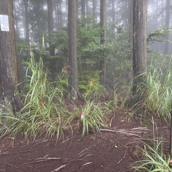 日の出三山ふたつめ、麻生山794m山頂！✨