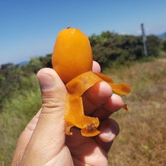 夏前収穫し、冷凍してあったビワを食べました。皮はつるっとむけますが、甘さはいまいちです。