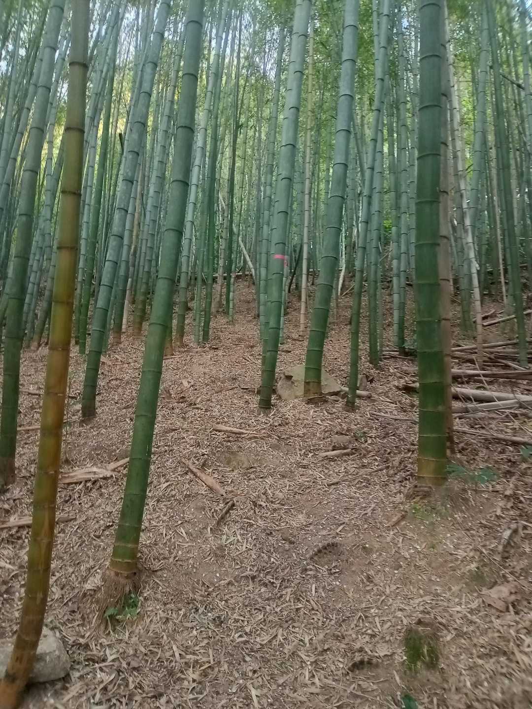 竹林系です