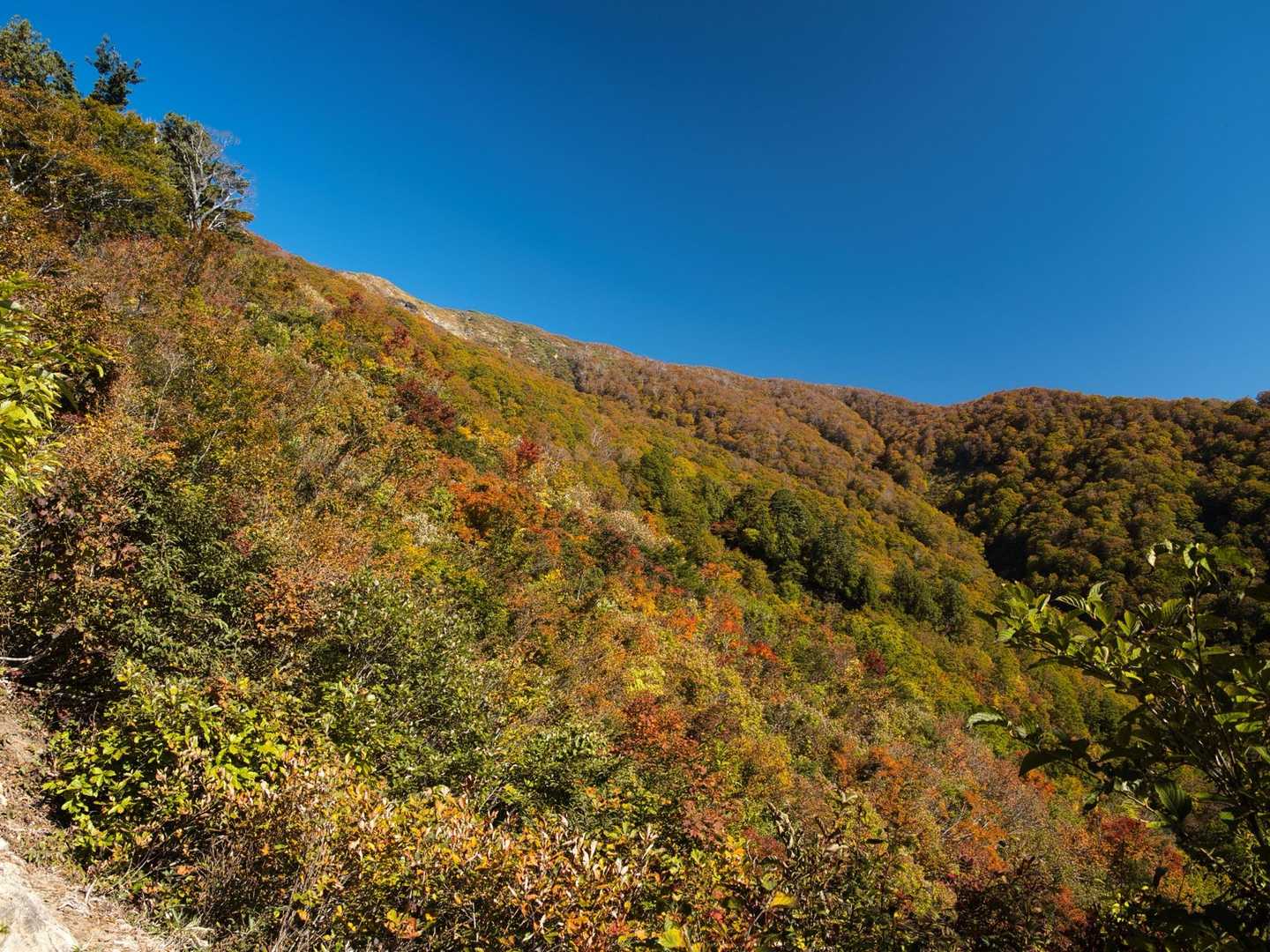熊穴沢ノ頭-天狗の留まり場-谷川岳-一ノ倉岳-茂倉岳-武能 縦走コースの写真