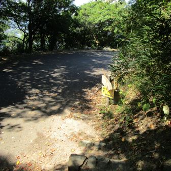 車道に降りてきました。