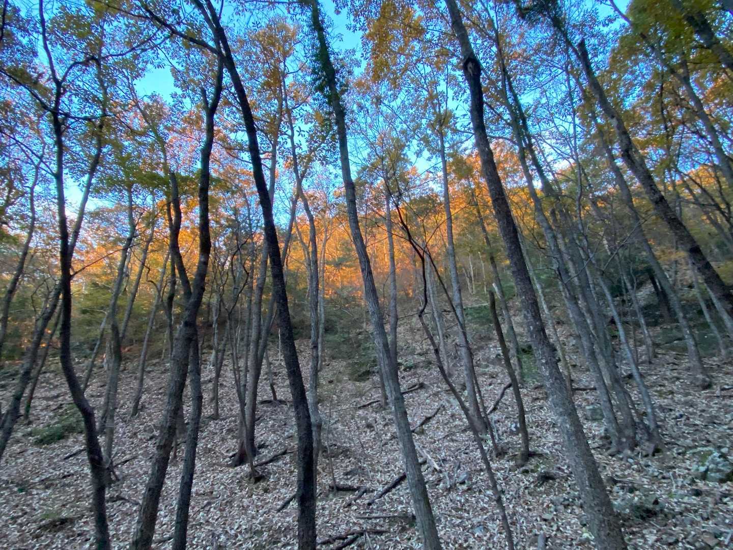 朝日が当たり一段紅く