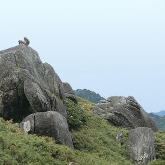 🐒にもいっぱ遭遇