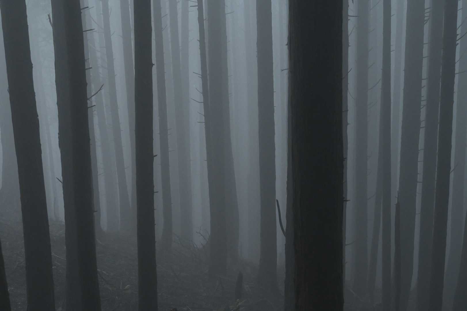 ガスガスの林も雰囲気があって
好きです