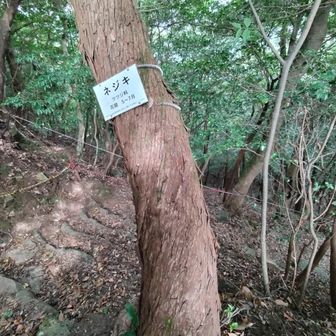 ネジキ。
皮がねじれていました。
