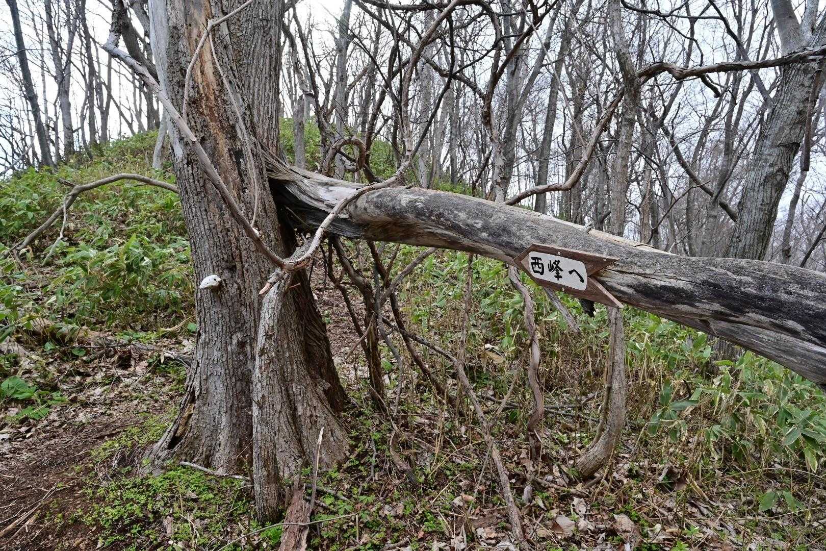 西峰へ
