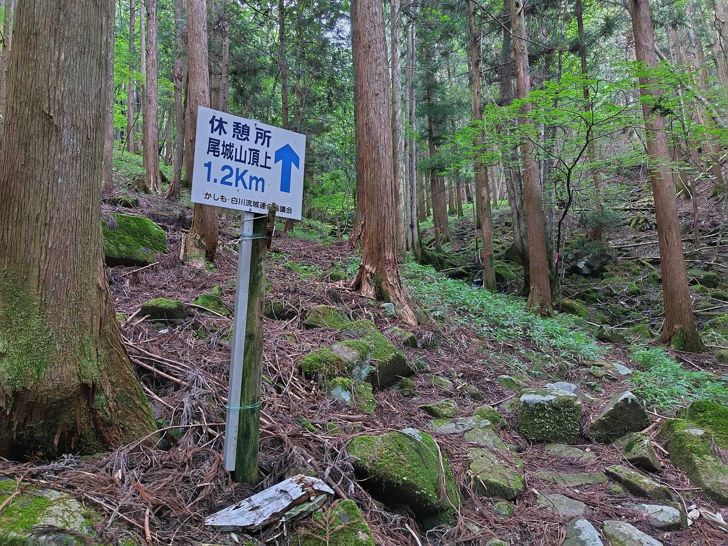 いたるところに道しるべやピンテがあります