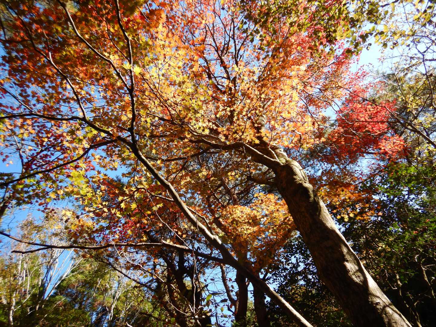 圧巻の人生の並木道から3つの自然湧水池を持つ作礼山への写真