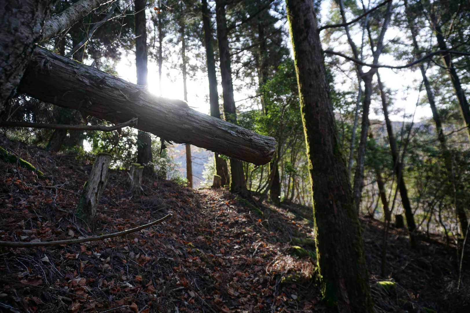 登山道上に倒木。
頭頂を痛打、ムチ打ち？
