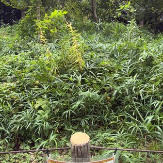 宝莱山34m古墳です🪦