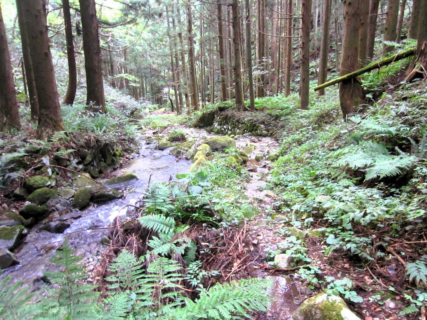 下山道は渓流沿いを何度も渡渉しながら下る悪路。