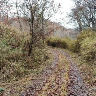 林道を進みます。