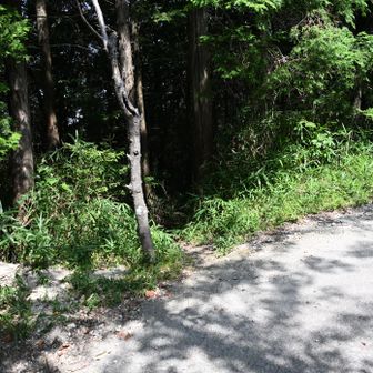 やかん、見に行ってきます