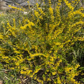 レンギョウも満開です。