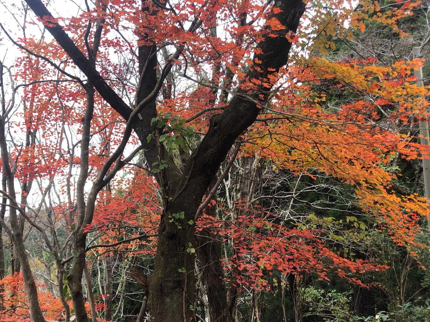 モミジを眺めながら戻ります。