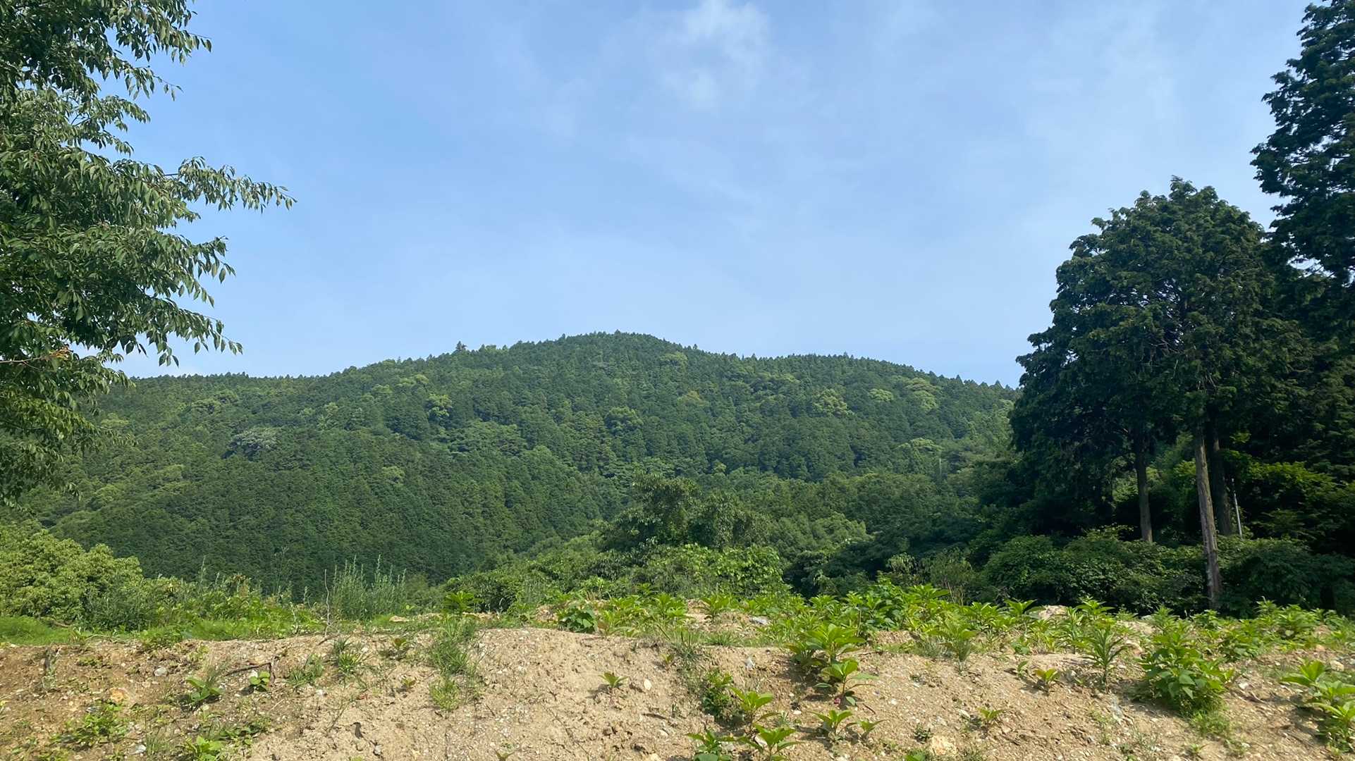 良い天気だけど
既に暑い。

私が下山する時に
登ってくる方々と何組かすれ違ったな…
皆さん、熱中症には気をつけて…
