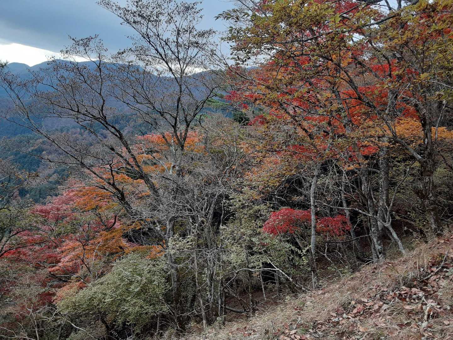 紅葉🍁を見ながら下山中