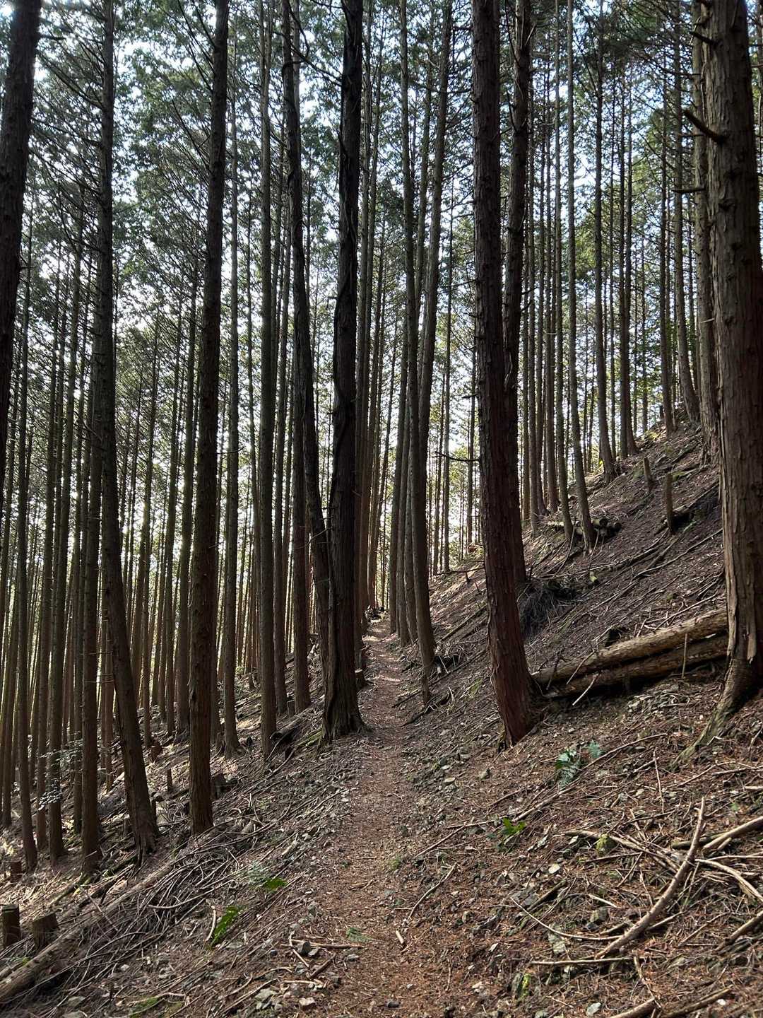 歩きやすい登山道が続きます🚶
綺麗な登山道です😊