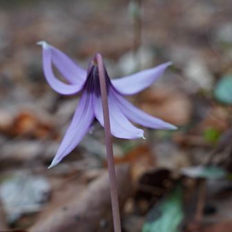 カタクリを背面から👁と👁)紫色