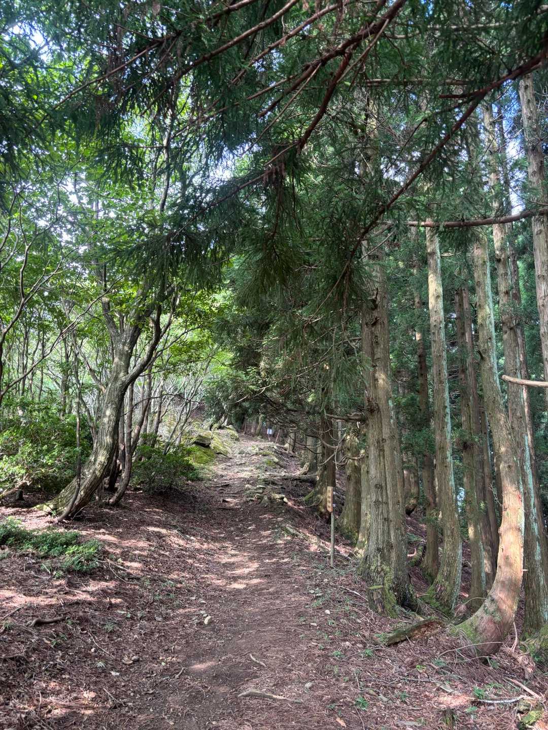鳩ヶ峰-大江山 往復コースの写真