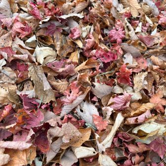 落ち葉🍂、紅葉🍁時期ならいいと思う