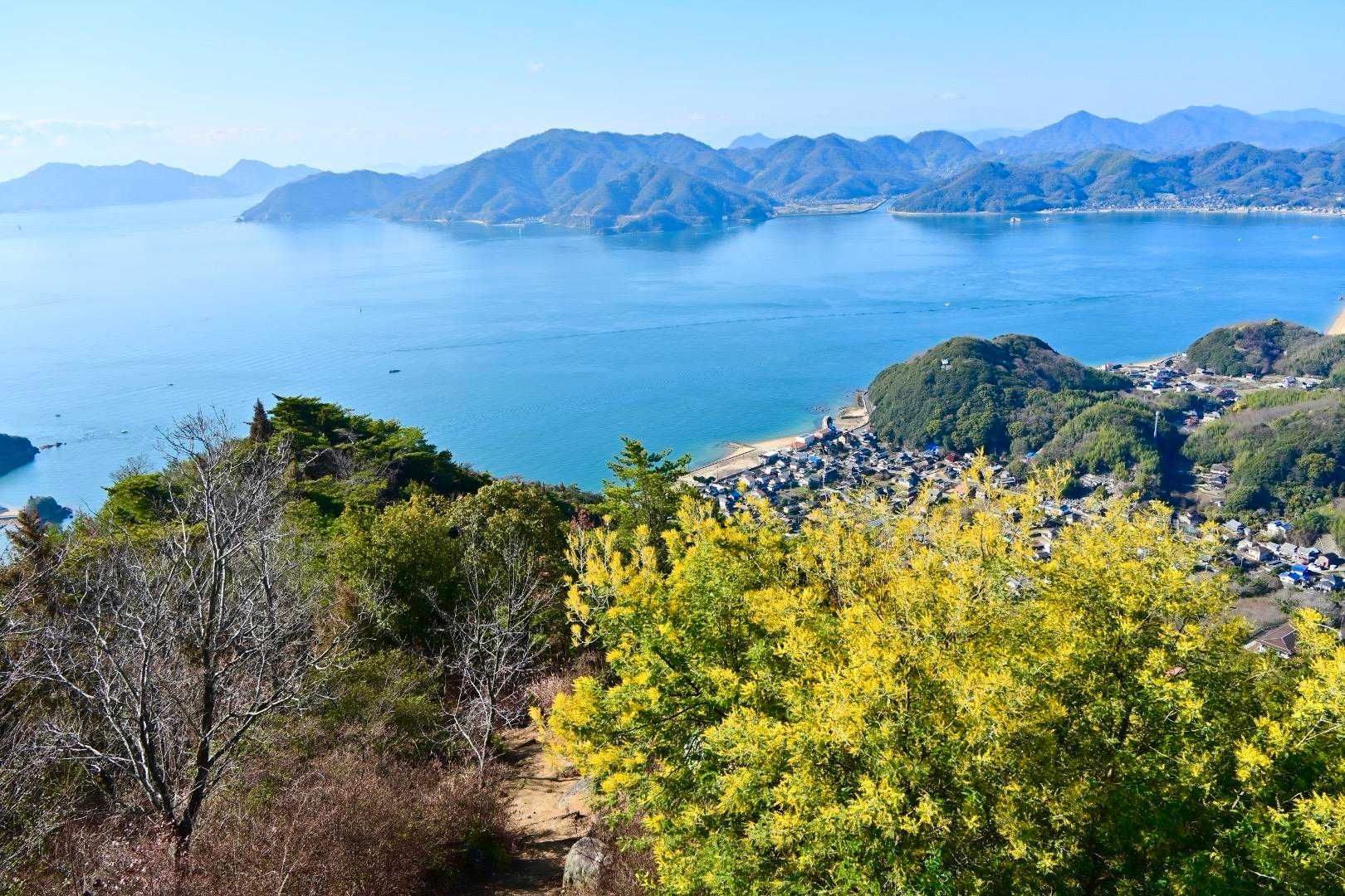 海とミモザ👍