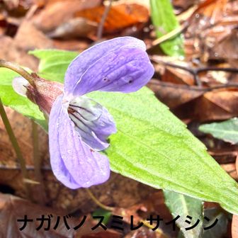 ナガバノスミレサイシン
　　
　主に太平洋側に分布。日本海側に多く分布するスミレサイシンより葉が細長い。

　サイシンの名前は薄葉細辛(ウマノスズクサ科)の葉に花後の葉が似ていることからつけられています。