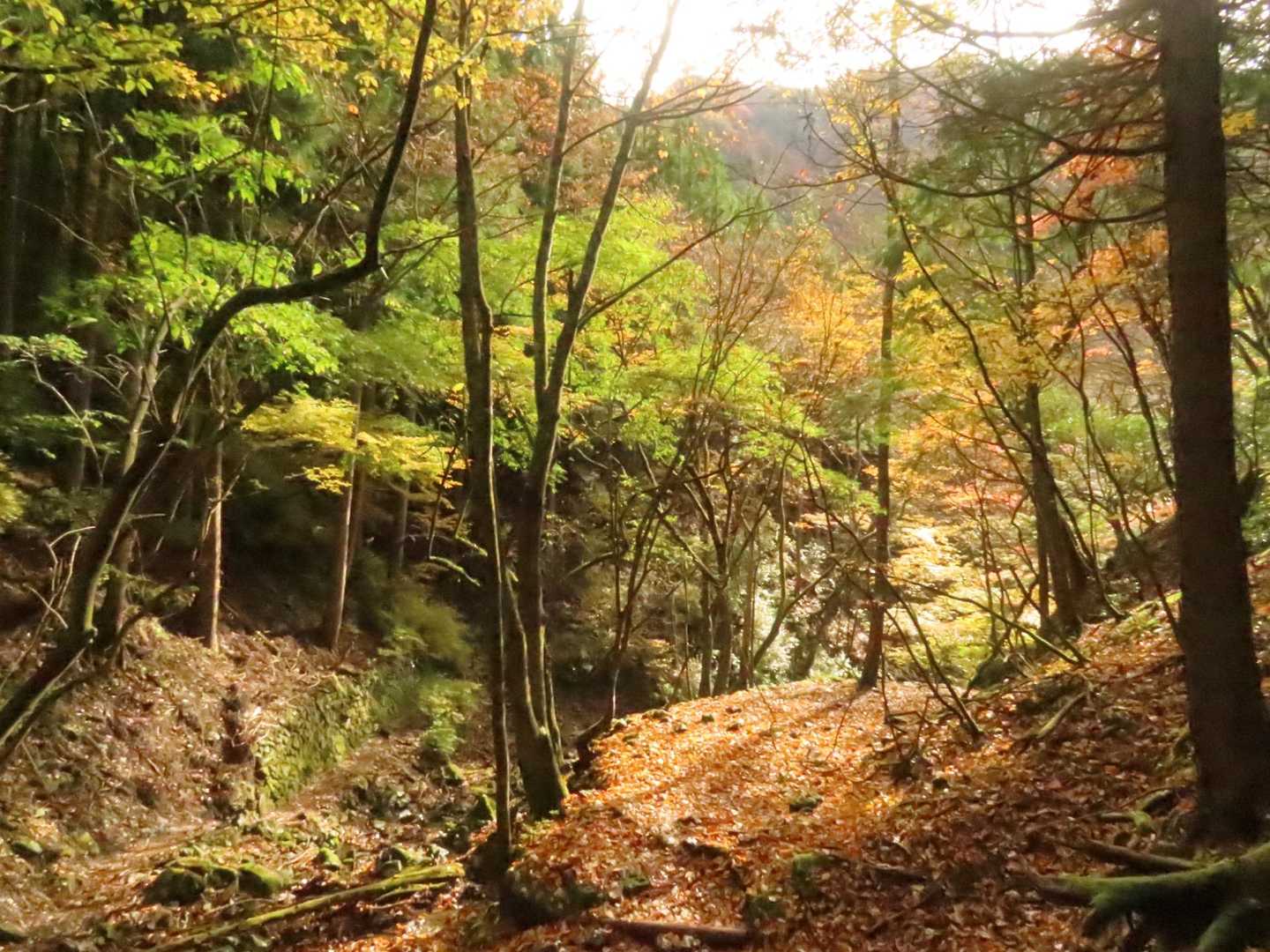 川乗橋バス停-川苔山登山口-川苔山-大根ノ山ノ神-鳩ノ巣駅 縦走コースの写真