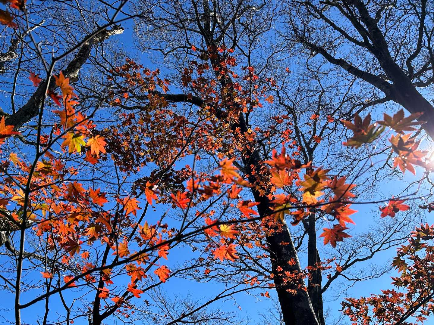 🍁発見🤗