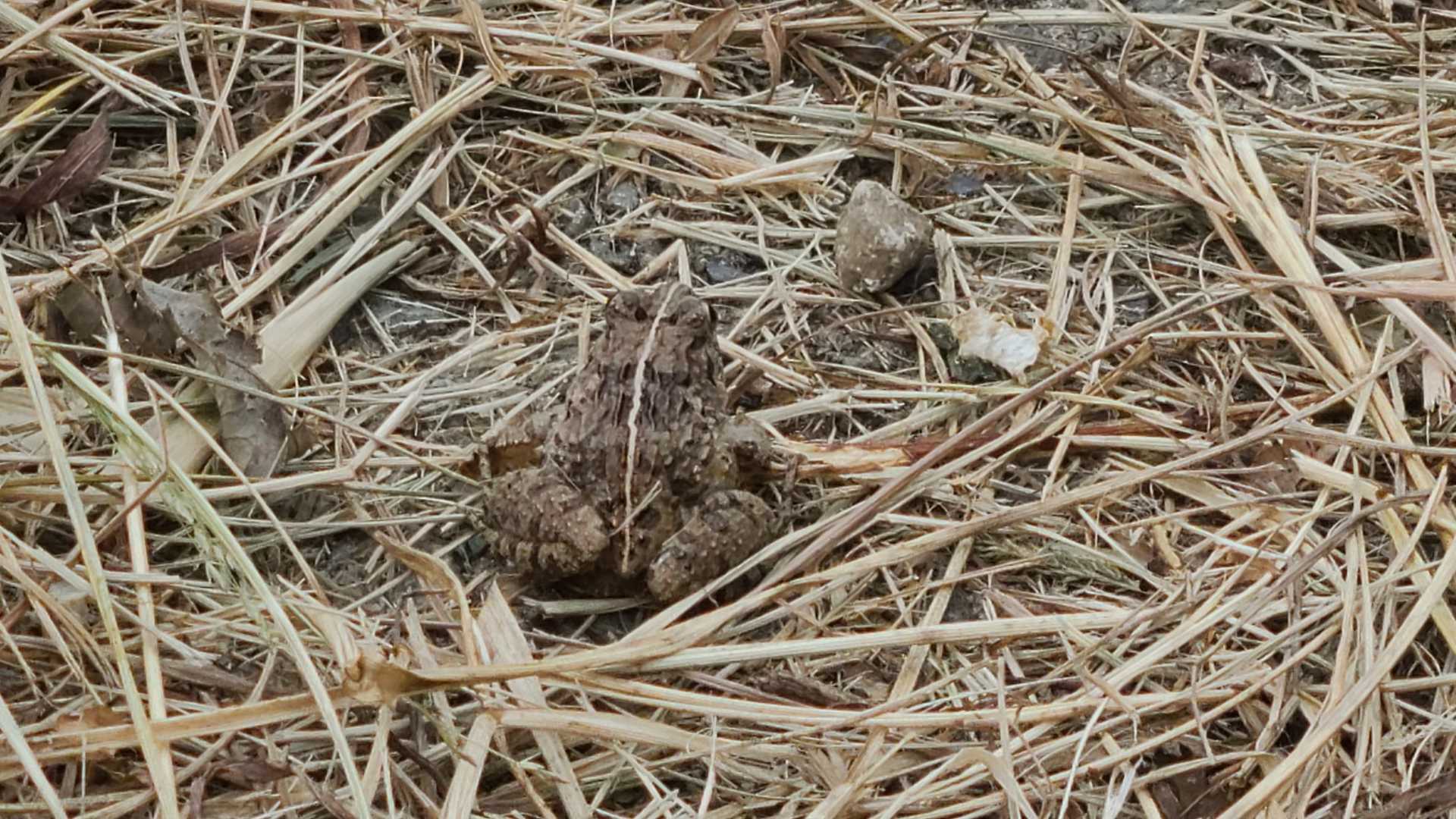 足元でガサガサ音がしたので見てみると……🐸